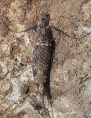 Machilinae