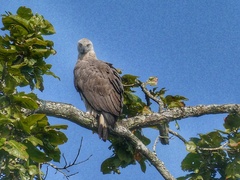 Haliaeetus ichthyaetus