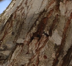 Podomyrma maculiventris