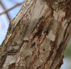 Podomyrma maculiventris