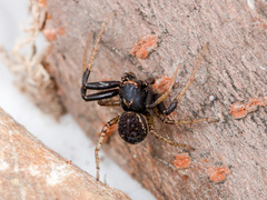 Xysticus ephippiatus