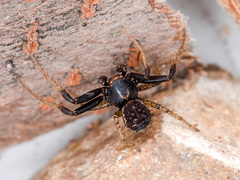 Xysticus ephippiatus