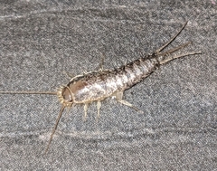 Ctenolepisma longicaudatum