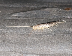 Ctenolepisma longicaudatum