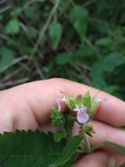 Teucrium vesicarium