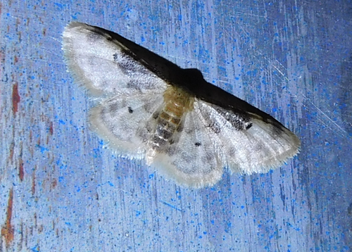 Idaea filicata, Domaszék, 6781 Hungary, photo 6 of 10