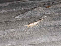 Ctenolepisma longicaudatum