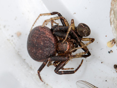 Xysticus ephippiatus