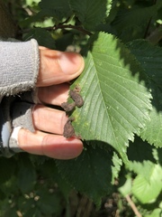 Tetraneura