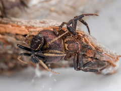 Xysticus ephippiatus