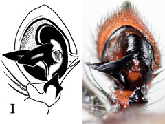 Xysticus ephippiatus