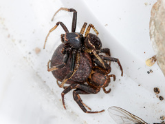 Xysticus ephippiatus