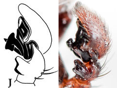Xysticus ephippiatus