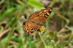Junonia erigone
