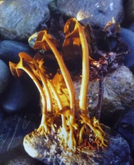 Laminaria hyperborea