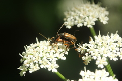Alosterna tabacicolor