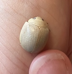 Paropsisterna crocata