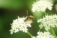 Alosterna tabacicolor