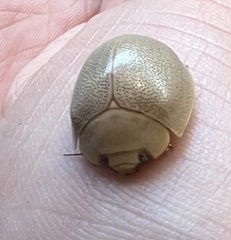 Paropsisterna crocata