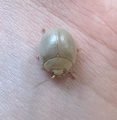 Paropsisterna crocata