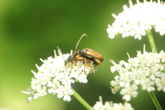 Alosterna tabacicolor