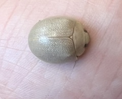 Paropsisterna crocata