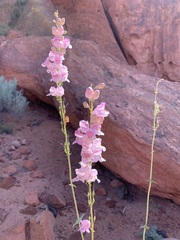 Penstemon palmeri