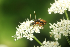Alosterna tabacicolor
