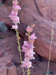 Penstemon palmeri