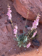 Penstemon palmeri
