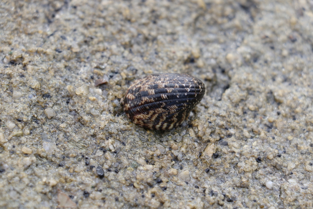 Blotched nerite