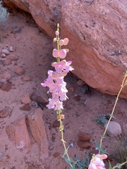 Penstemon palmeri