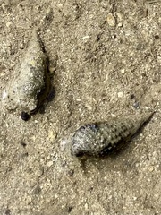 Buccinoidea