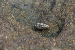 Cerithiidae
