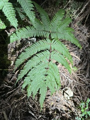Pteris setulosocostulata