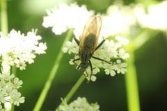 Empis