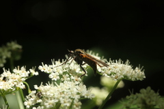Empis