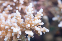 Acropora longicyathus