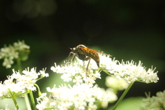 Empis
