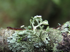 Ramalina cochlearis