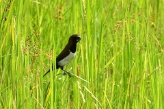 Lonchura leucogastroides