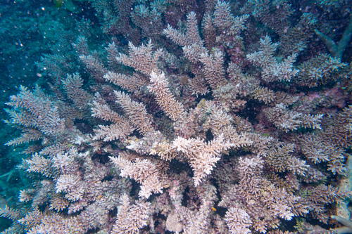 Acropora longicyathus observed 2022-12-24