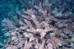 Acropora longicyathus