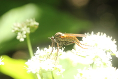 Empis