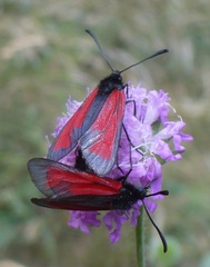 Zygaena purpuralis