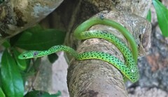 Philothamnus punctatus