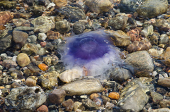Cyanea lamarckii