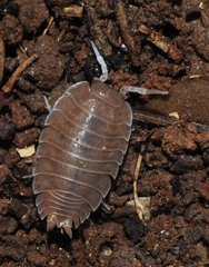 Lucasius andalusicus