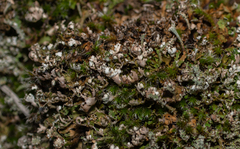Cladonia foliacea