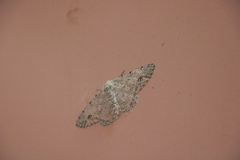 Lassaba parvalbidaria